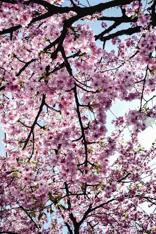 粉色樱花树 · 免费素材图片