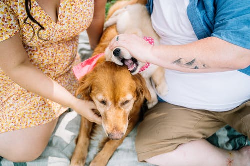 白色背心和蓝色牛仔短裤坐在棕色短涂层旁边的床上的女人 · 免费素材图片