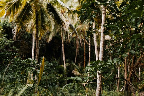 绿色椰子树 · 免费素材图片