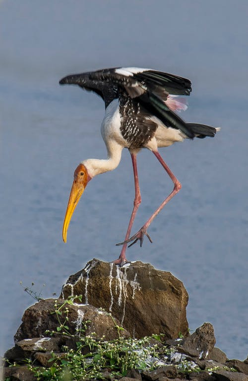 有关ciconiidae, 侧面图, 动物学的免费素材图片