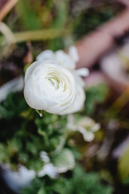 移轴镜头中的白花 · 免费素材图片