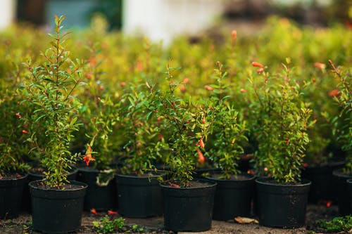 有关植物, 盆栽, 盆栽植物的免费素材图片