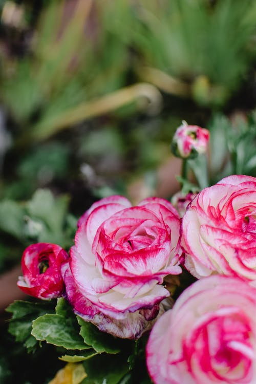 盛开的粉红玫瑰 · 免费素材图片