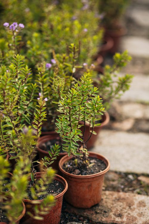 有关垂直拍摄, 植物, 盆栽的免费素材图片