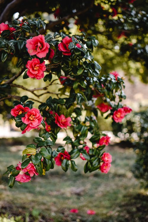 粉红色的花朵，绿色的叶子 · 免费素材图片