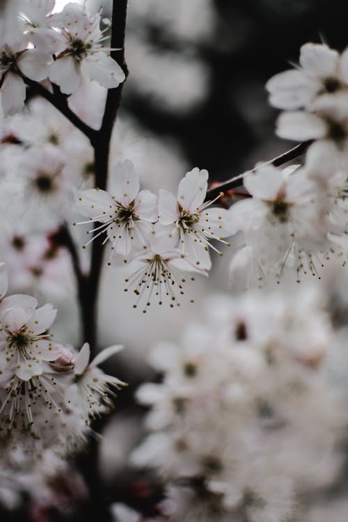 白色樱花在摄影中的关闭 · 免费素材图片