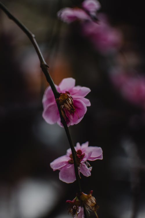 粉色樱花在关闭了摄影 · 免费素材图片