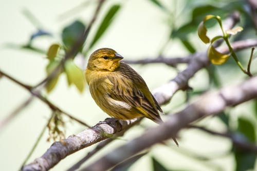 坐在树枝上的小鸟 · 免费素材图片