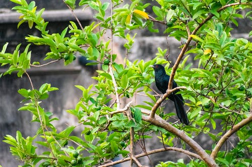 有关分支机构, 动物摄影, 栖息的免费素材图片