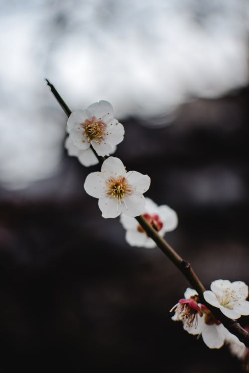 白樱花盛开 · 免费素材图片