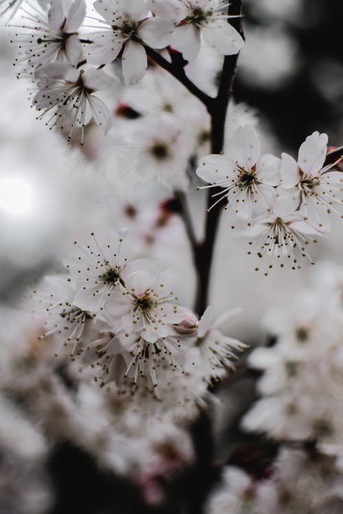 白色樱花在摄影中的关闭 · 免费素材图片