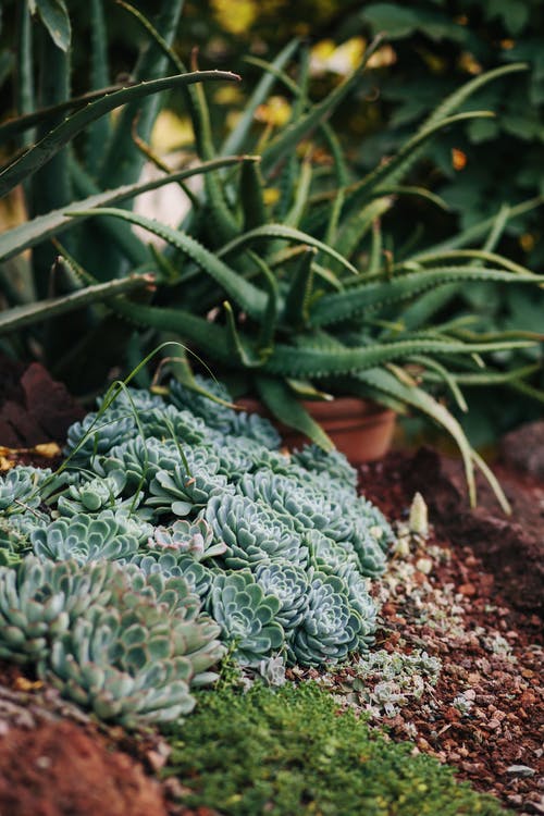 有关垂直拍摄, 多肉植物, 户外的免费素材图片