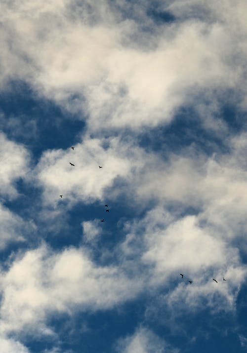 有关一群鸟, 垂直拍摄, 天空的免费素材图片