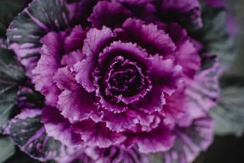 紫色和白色的花，在关闭了摄影 · 免费素材图片