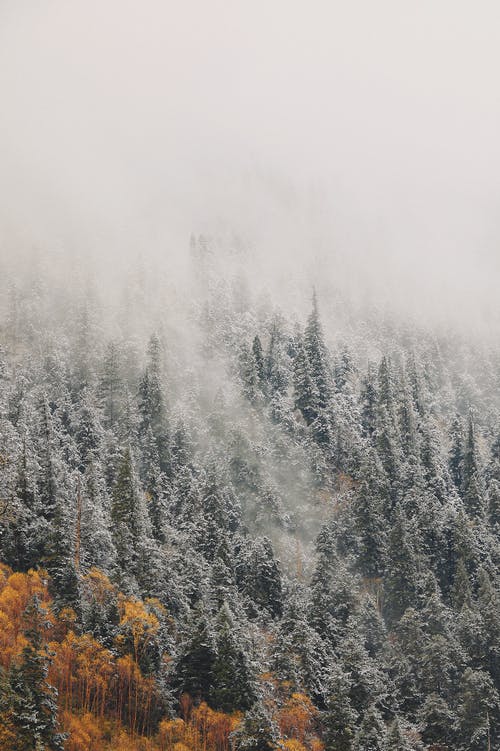 有关冬季, 冷, 垂直拍摄的免费素材图片