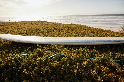 在绿色的灌木丛上的冲浪板在阳光下波浪海洋附近 · 免费素材图片