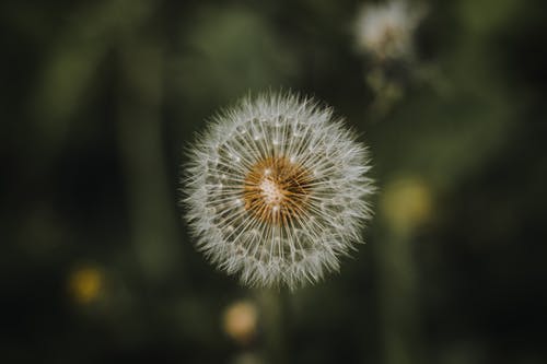 有关增长, 大麻, 天性的免费素材图片