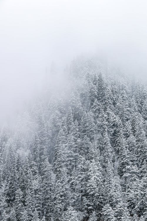 有关冬季, 垂直拍摄, 大雪覆盖的免费素材图片