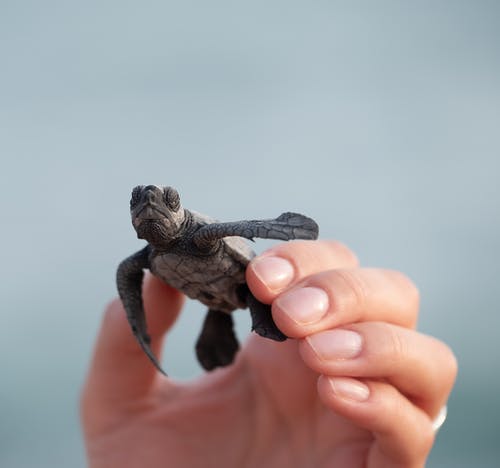 甲壳小乌龟的人 · 免费素材图片