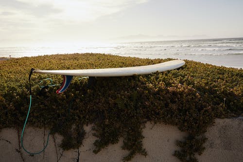 在茂密的绿色灌木的冲浪板在发光的海附近 · 免费素材图片