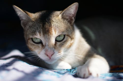 有关動物, 可愛, 可愛的的免费素材图片