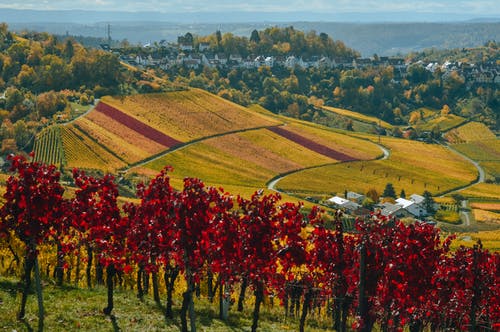 风景如画的山谷与小镇的葡萄园 · 免费素材图片