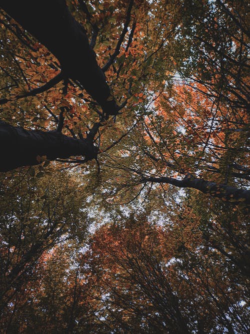 有关低角度拍摄, 垂直拍摄, 季节的免费素材图片