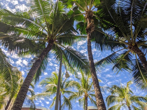 有关低角度拍摄, 夏威夷, 户外的免费素材图片