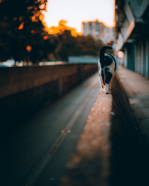 有关動物, 動物攝影, 围栏的免费素材图片