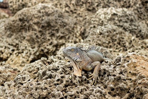 有关伪装, 动物, 动物摄影的免费素材图片