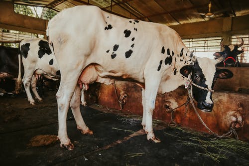 有关动物摄影, 奶牛, 家畜的免费素材图片