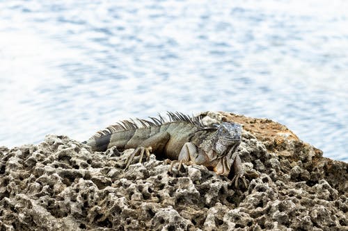 有关伪装, 动物, 动物摄影的免费素材图片