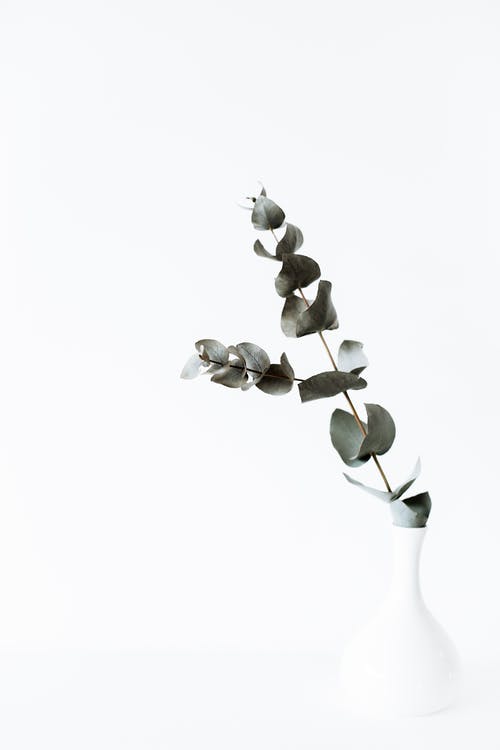 在白色的花瓶绿色嫩桉树分支 · 免费素材图片