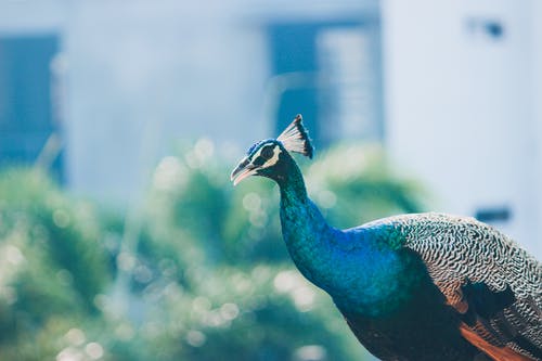 有关优雅, 动物, 动物摄影的免费素材图片