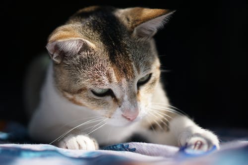 有关動物, 可愛, 可愛的的免费素材图片