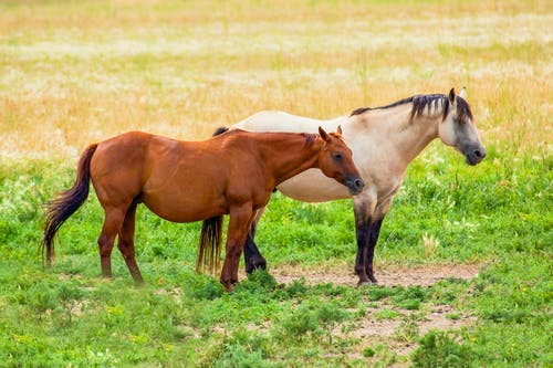 有关全景, 动物摄影, 户外的免费素材图片