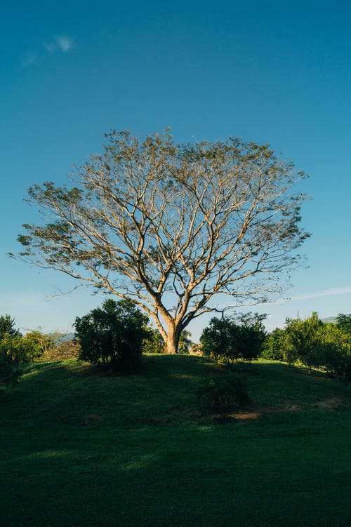 有关公园, 冷静, 分公司的免费素材图片