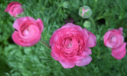 有关俯视图, 增长, 婚礼的免费素材图片