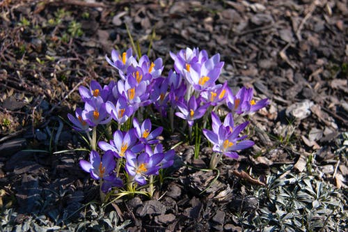 有关增長, 微妙, 春天的花朵的免费素材图片