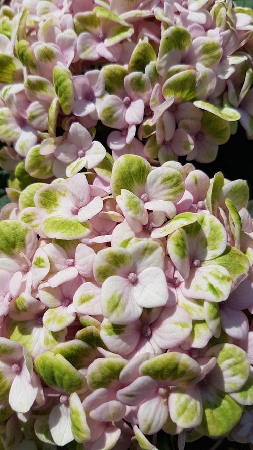 有关垂直拍摄, 植物群, 特写的免费素材图片