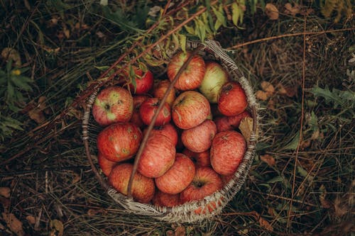 苹果在草地上篮 · 免费素材图片