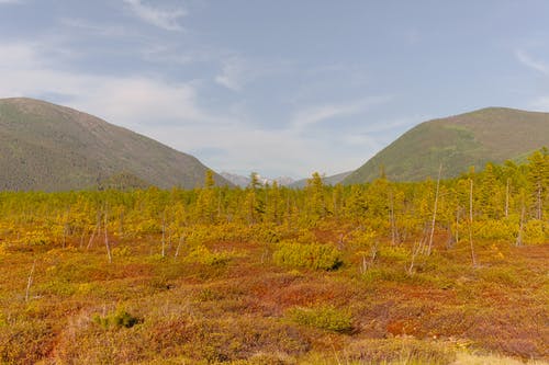 有关不变, 冷静, 华丽的的免费素材图片