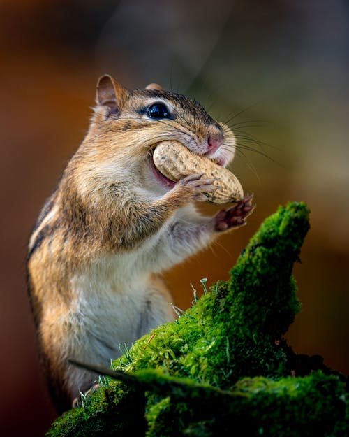 有关东部花栗鼠, 从下面, 低角度的免费素材图片