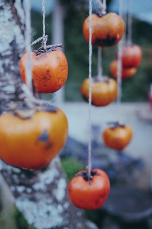 有关乾的, 冷静, 分公司的免费素材图片