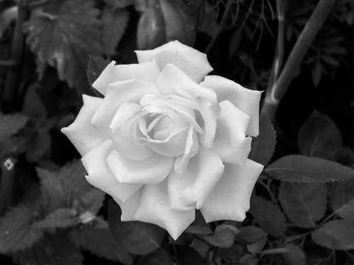 有关白玫瑰, 绽放, 花卉摄影的免费素材图片