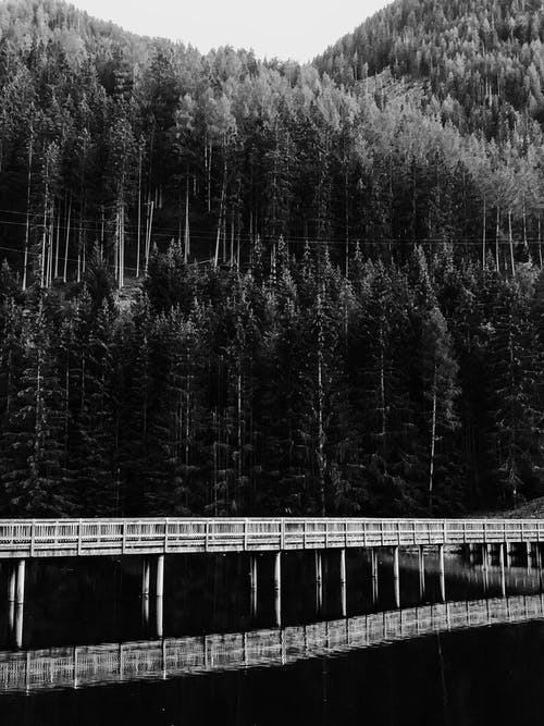 有关单色, 天性, 景观的免费素材图片