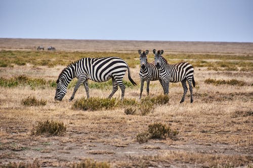 有关动物摄影, 婴儿, 已订位的免费素材图片