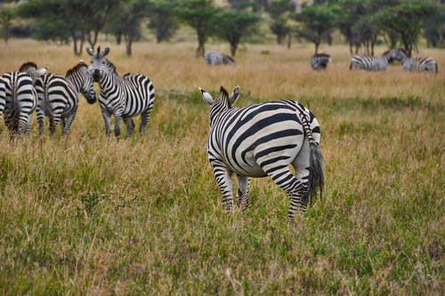 有关动物摄影, 已订位, 斑马的免费素材图片
