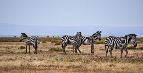 有关动物摄影, 已订位, 斑马的免费素材图片