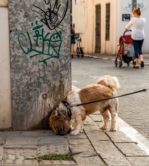 有关动物, 品种, 哺乳动物的免费素材图片